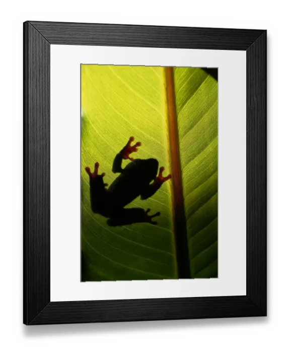 Framed Print : Tree frog (Hyla vasta) on leaf, silhouette