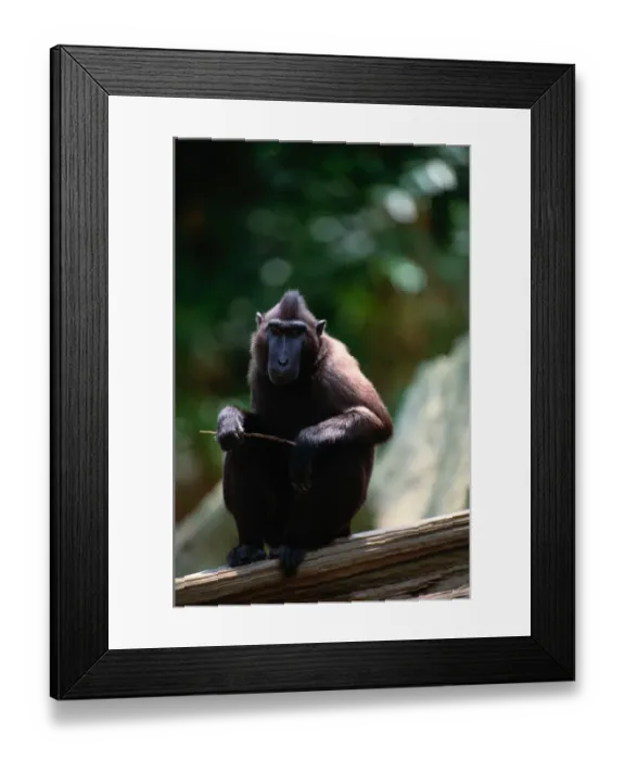 Framed Print : Celebes ape (Macaca nigra), close-up