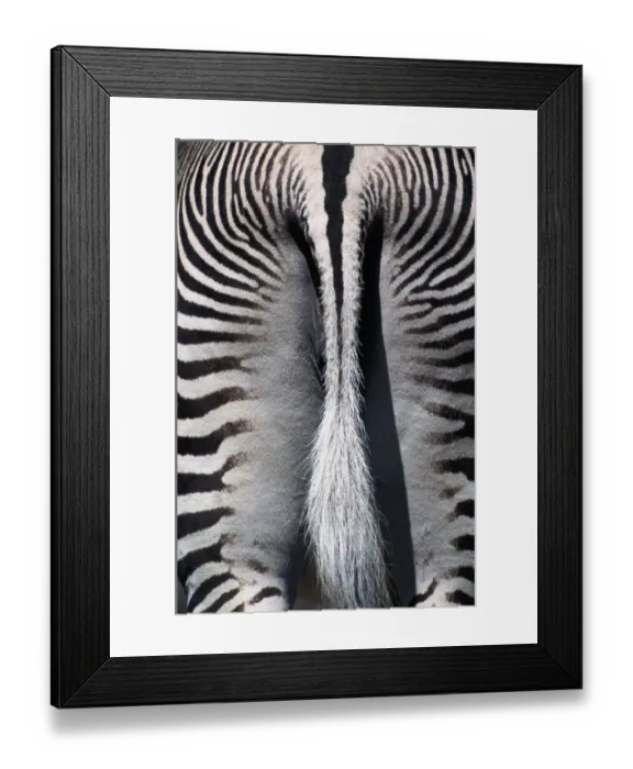 Framed Print : Grevys zebra (Equus grevyi), rear view