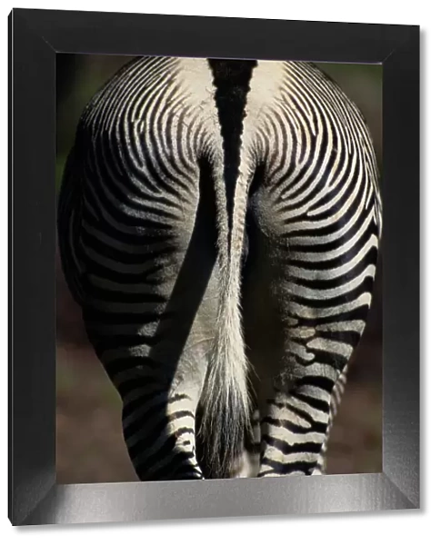 Grevys zebra (Equus grevyi), hindquarters
