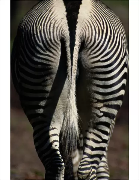 Grevys zebra (Equus grevyi), hindquarters