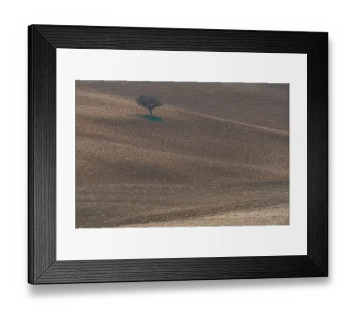 Framed Print : Italy, Tuscany, Siena, lone tree in countryside Framed Print : Italy, Tuscany, Siena, lone tree in countryside