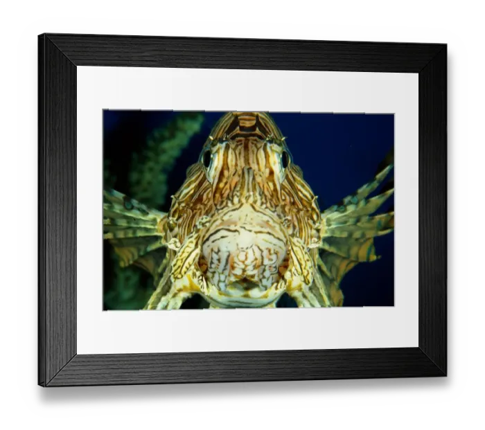 Framed Print : Red Firefish (Pterois volitans), close-up Framed Print : Red Firefish (Pterois volitans), close-up