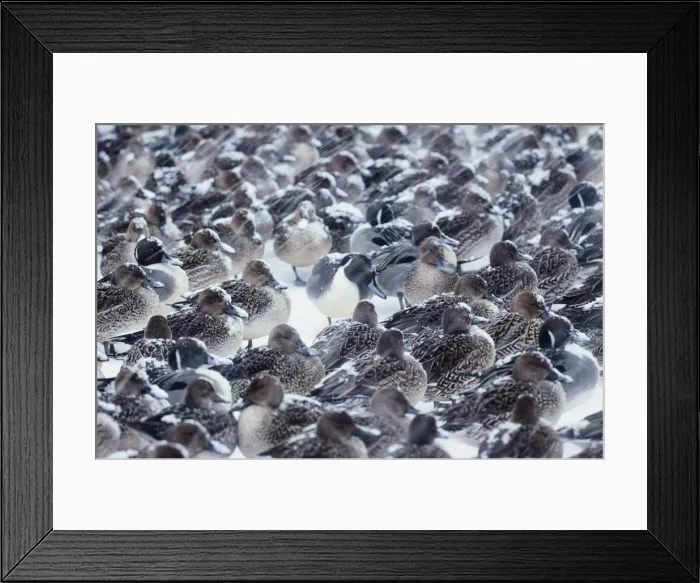 Framed Print : Northern pintails (Anas acuta)during snowfall Framed Print : Northern pintails (Anas acuta)during snowfall
