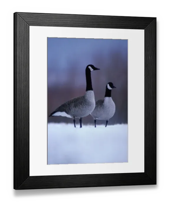 Framed Print : Canada geese (Branta canadensis) in snow Framed Print : Canada geese (Branta canadensis) in snow