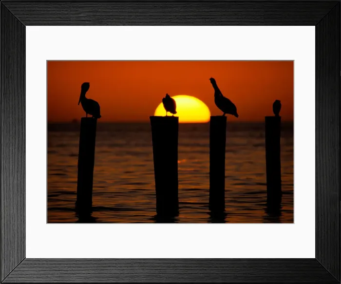 Framed Print : Brown pelicans (Pelecanus occidentalis) on posts at sunset Framed Print : Brown pelicans (Pelecanus occidentalis) on posts at sunset
