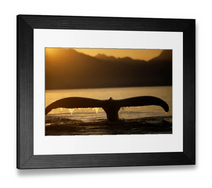 Framed Print : Tail of humpback whale (Megaptera novoangliae), Pt. Adolphus, Alaska