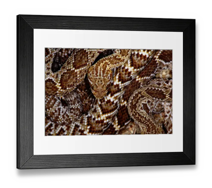 Framed Print : Mexican west coast rattlesnake(Crotalus sp. ) Framed Print : Mexican west coast rattlesnake(Crotalus sp. )