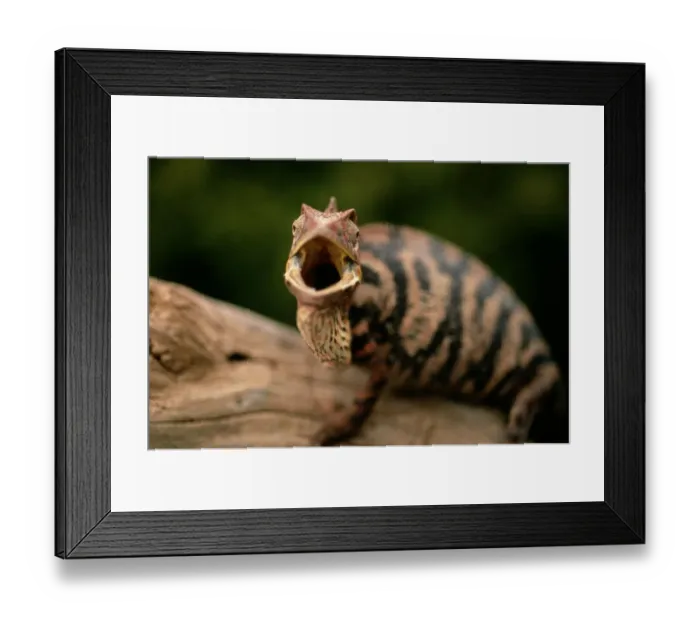 Framed Print : Female Panther Chameleon (Chameleo pardalis), Madagascar Framed Print : Female Panther Chameleon (Chameleo pardalis), Madagascar
