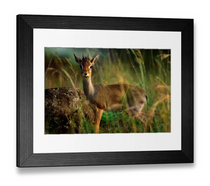 Framed Print : Kirks Dik-Dik (Madoqua kirkii), Samburu National Park, Kenya Framed Print : Kirks Dik-Dik (Madoqua kirkii), Samburu National Park, Kenya