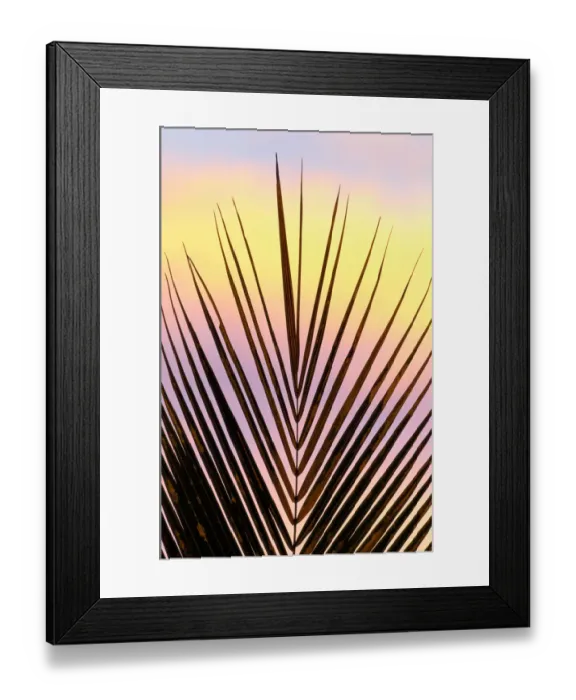 Framed Print : Palm fronds at sunset, Madagascar Framed Print : Palm fronds at sunset, Madagascar