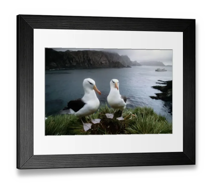Framed Print : Black-Browed Albatross (Diomedea Melanophris) Pair on Cliff Framed Print : Black-Browed Albatross (Diomedea Melanophris) Pair on Cliff
