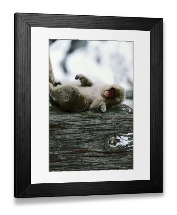 Framed Print : Japanese macaque (Macaca fuscata) in tree, Nagano, Japan Framed Print : Japanese macaque (Macaca fuscata) in tree, Nagano, Japan