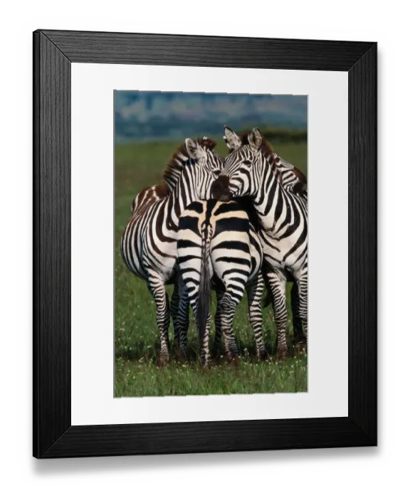Framed Print : Burchells zebras (Equus burchelli) huddled together Framed Print : Burchells zebras (Equus burchelli) huddled together