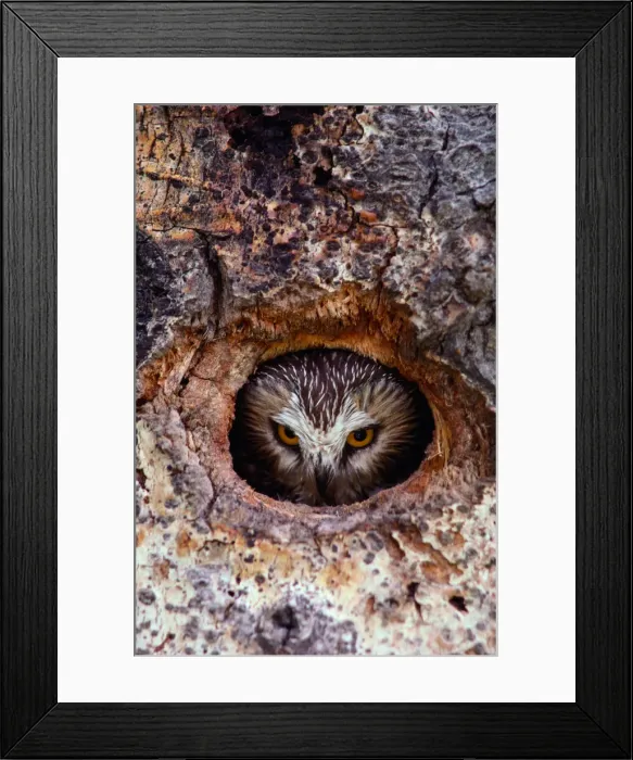 Framed Print : Northern saw whet owl (Aegolius acadicus) in nest cavity Framed Print : Northern saw whet owl (Aegolius acadicus) in nest cavity