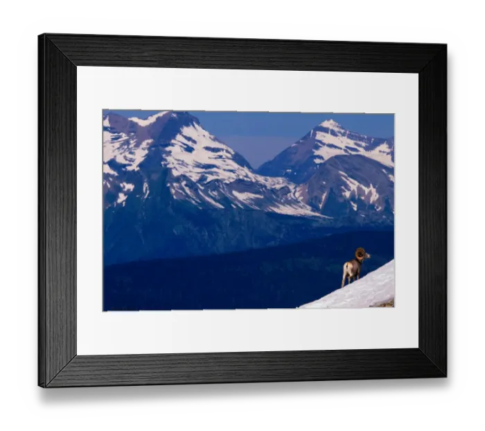 Framed Print : Bighorn Sheep on snowy incline, Glacier Nat. Park, Montana Framed Print : Bighorn Sheep on snowy incline, Glacier Nat. Park, Montana