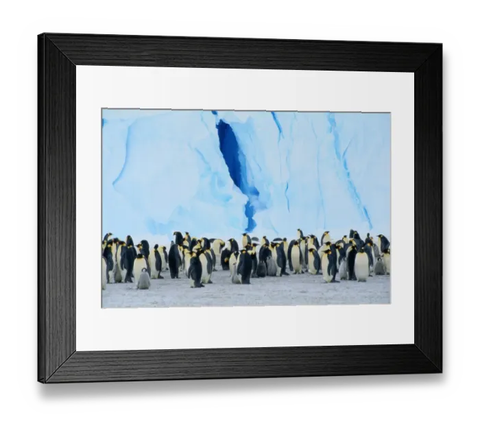 Framed Print : Emperor Penguin Colony (Aptenodytes Forsteri) Standing Near Iceberg Framed Print : Emperor Penguin Colony (Aptenodytes Forsteri) Standing Near Iceberg