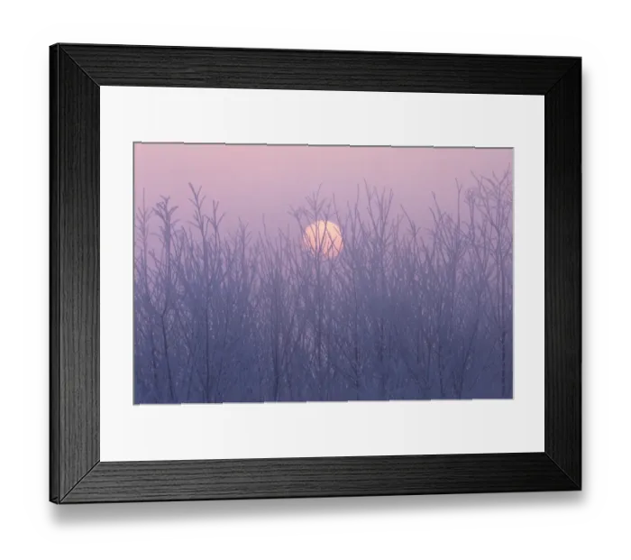 Framed Print : Sun and Frosted Trees, Nagano Prefecture, Japan Framed Print : Sun and Frosted Trees, Nagano Prefecture, Japan