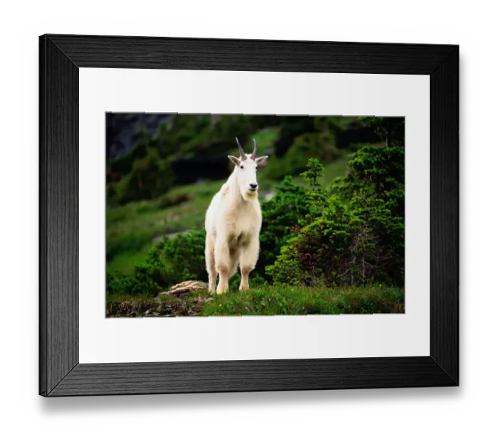 Framed Print : Mountain Goat, Glacier Nat. Park, Montana Framed Print : Mountain Goat, Glacier Nat. Park, Montana