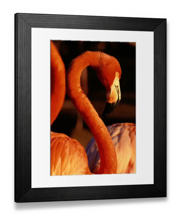 Framed Print : American Flamingo (Phoenicopterus Ruber), Profile Framed Print : American Flamingo (Phoenicopterus Ruber), Profile