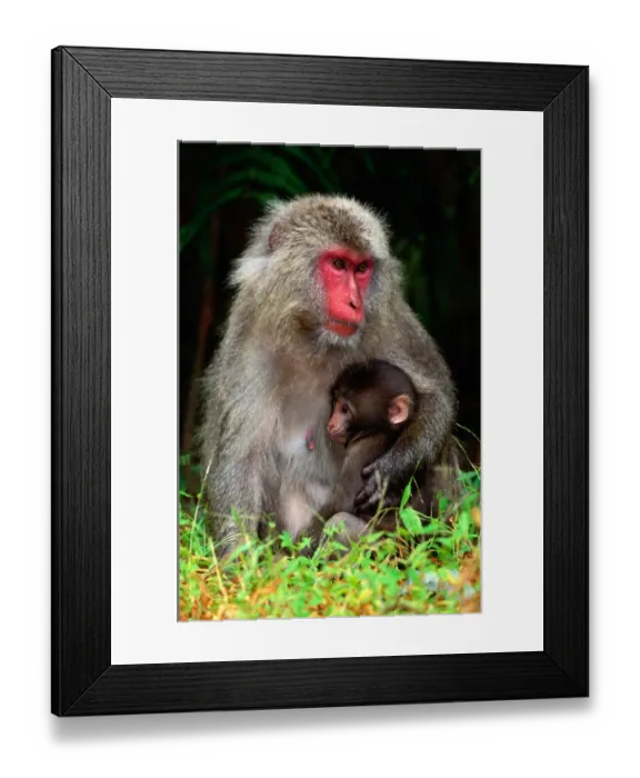 Framed Print : Japanese Macaque and young (Macaca fuscata), Nagano, Japan Framed Print : Japanese Macaque and young (Macaca fuscata), Nagano, Japan