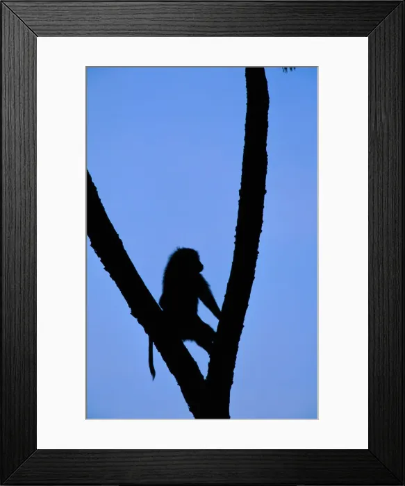 Framed Print : Anubis baboon (Papio anubis) in tree, silhouette, Kenya Framed Print : Anubis baboon (Papio anubis) in tree, silhouette, Kenya