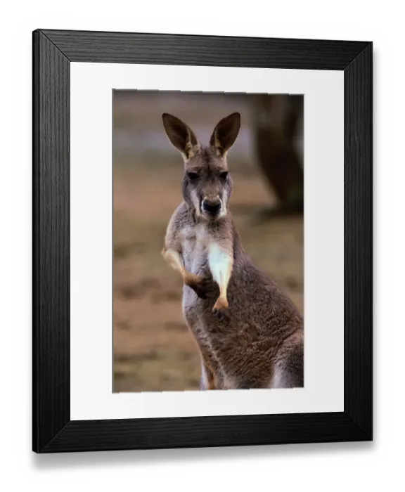 Framed Print : Red Kangaroo (Macropus rufus), Australia