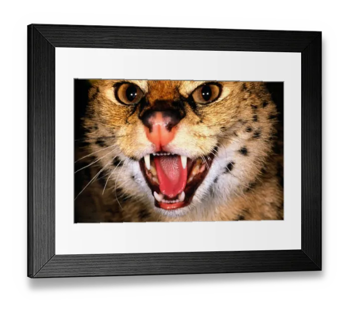 Framed Print : Serval (Felis serval) with mouth open, close-up, Kenya Framed Print : Serval (Felis serval) with mouth open, close-up, Kenya