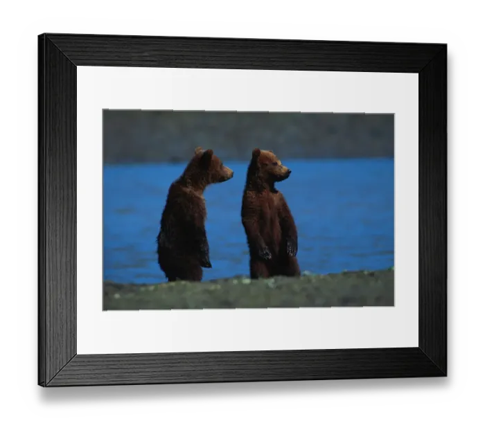 Framed Print : Brown bears cubs (Ursus arctos) by McNeil River, Alaska, USA Framed Print : Brown bears cubs (Ursus arctos) by McNeil River, Alaska, USA