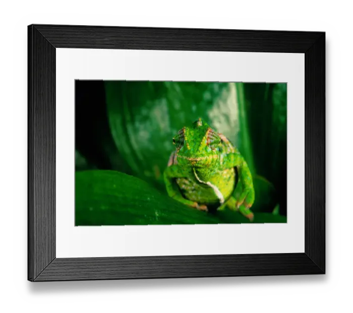 Framed Print : Jewel Chameleon (Chameleo lateralis), Madagascar