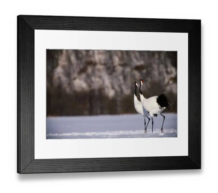 Framed Print : Red-crowned cranes (Grus japonensis) in snowy field, Japan Framed Print : Red-crowned cranes (Grus japonensis) in snowy field, Japan