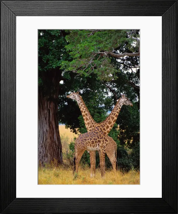 Framed Print : Masai Giraffes (Giraffa Camelopardalis Tippelskirchi) Framed Print : Masai Giraffes (Giraffa Camelopardalis Tippelskirchi)
