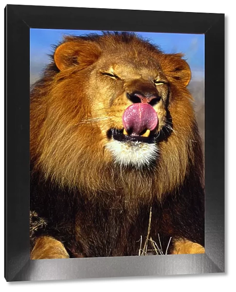 African Lion (Panthera leo) licking nose
