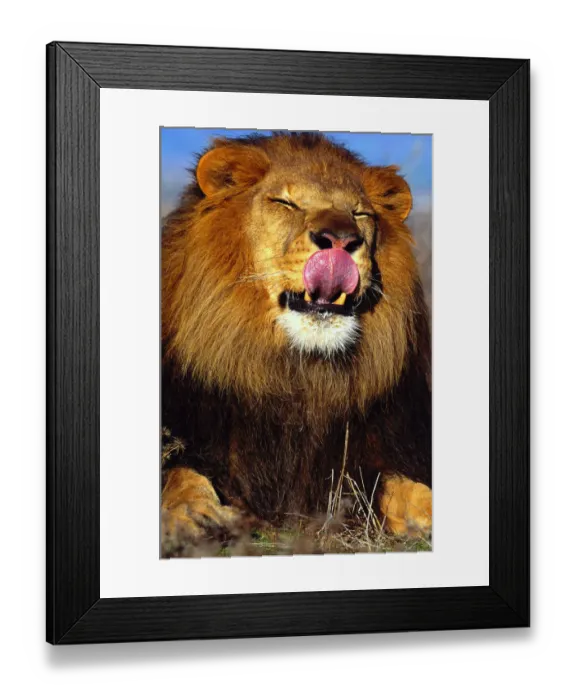 Framed Print : African Lion (Panthera leo) licking nose Framed Print : African Lion (Panthera leo) licking nose