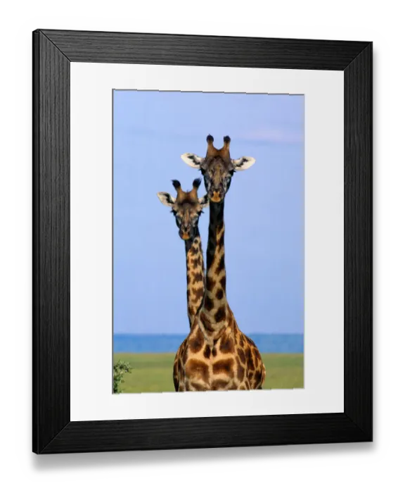 Framed Print : Two Masai Giraffes (Giraffa camelopardalis tippelskirchi), Kenya Framed Print : Two Masai Giraffes (Giraffa camelopardalis tippelskirchi), Kenya