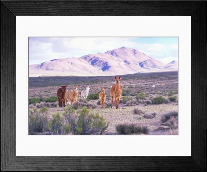 Framed Print : Alpacas (Lama paca) Framed Print : Alpacas (Lama paca)