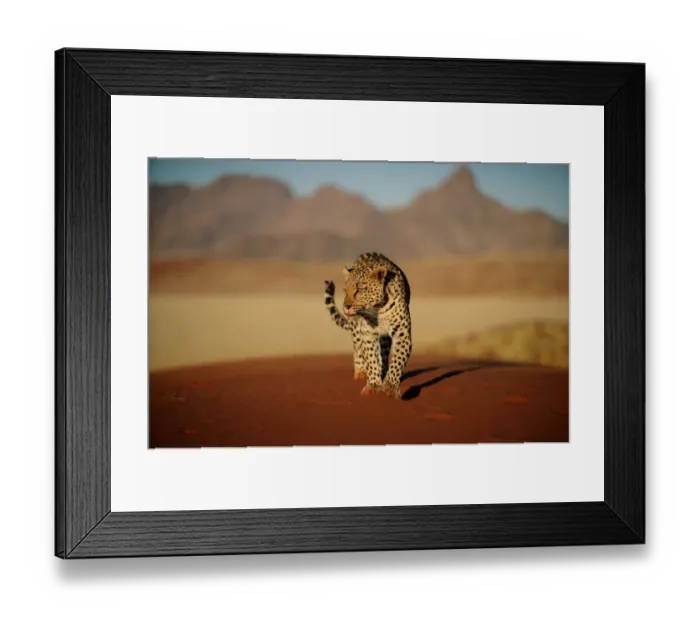 Framed Print : Leopard (Panthera pardus) Framed Print : Leopard (Panthera pardus)