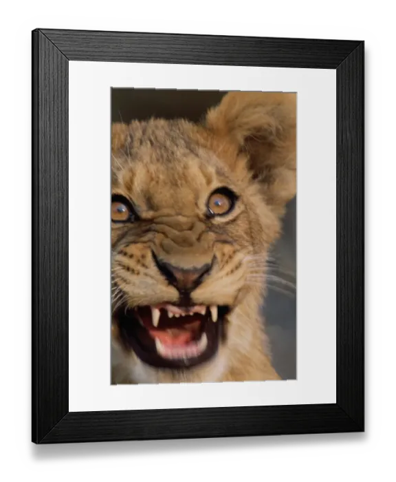 Framed Print : African lion cub (Panthera leo) snarling, close-up Framed Print : African lion cub (Panthera leo) snarling, close-up