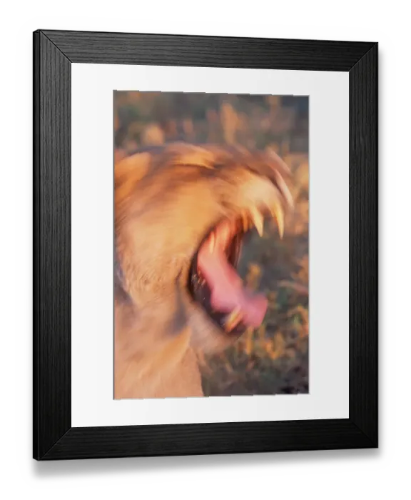 Framed Print : African lion (Panthera leo) growling, close-up (blurred motion) Framed Print : African lion (Panthera leo) growling, close-up (blurred motion)