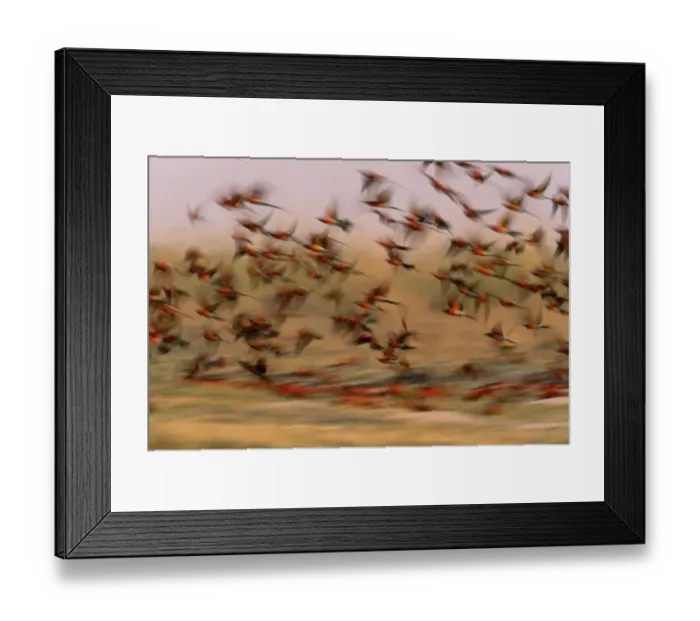 Framed Print : Carmine bee-eaters (Merops nubicoides) in flight (blurred motion) Framed Print : Carmine bee-eaters (Merops nubicoides) in flight (blurred motion)