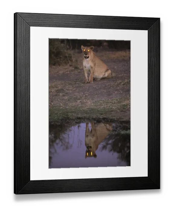 Framed Print : African Lioness (Panthera leo) at dusk reflected in water, Okvango Delta Framed Print : African Lioness (Panthera leo) at dusk reflected in water, Okvango Delta