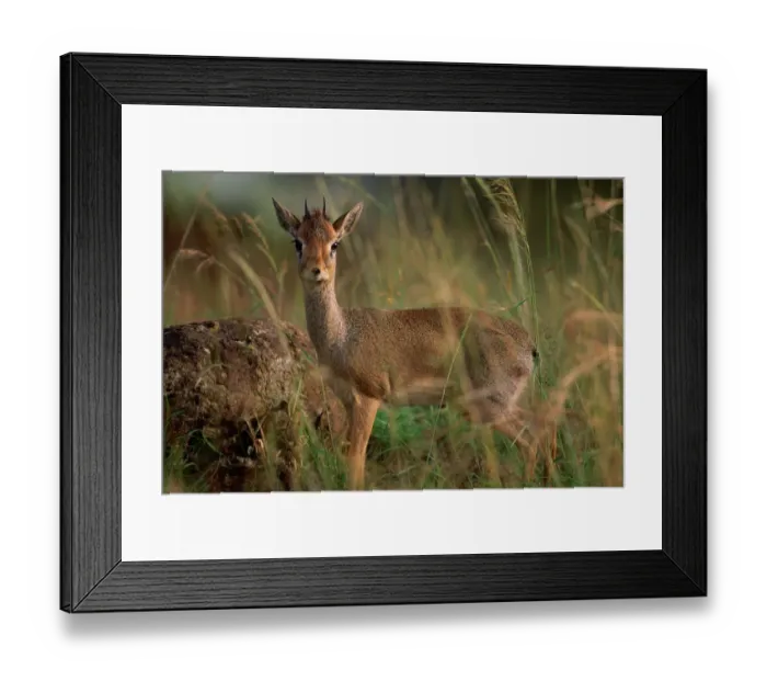 Framed Print : Kirks Dik-Dik in Tall Grass Framed Print : Kirks Dik-Dik in Tall Grass