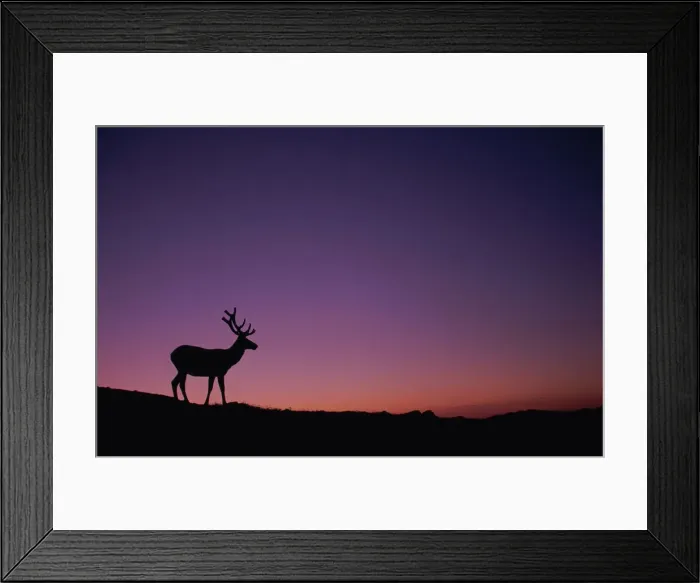 Framed Print : Jockeys Ridge State Park, Outer Banks, North Carolina, USA Framed Print : Jockeys Ridge State Park, Outer Banks, North Carolina, USA