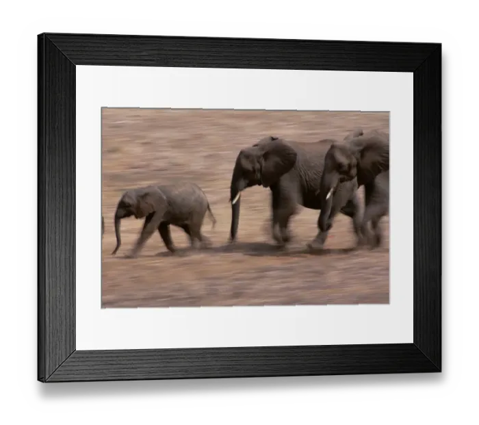 Framed Print : African Elephants (Loxondonta Africana)