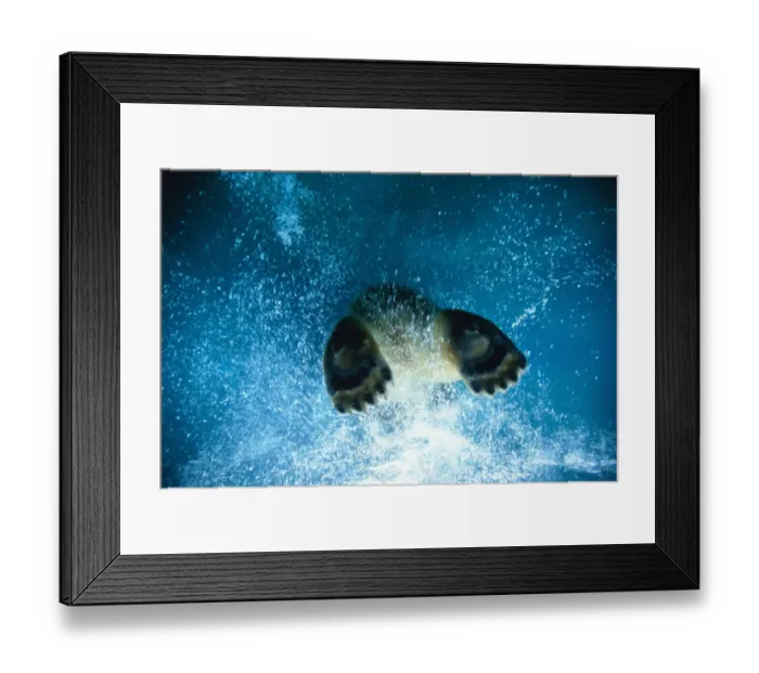 Framed Print : Polar Bear Swimming (Ursus Maritimus)
