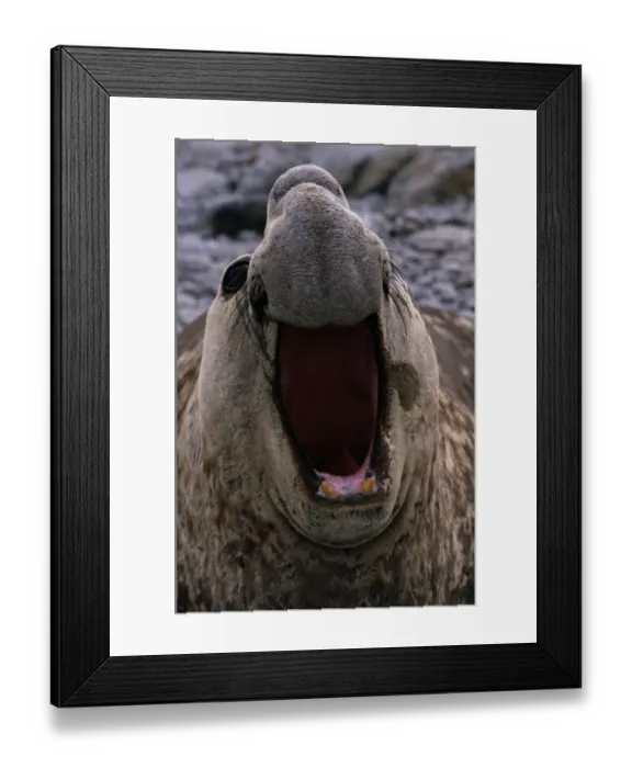 Framed Print : Southern Elephant Seal (Mirounga leonina), South Georgia Island
