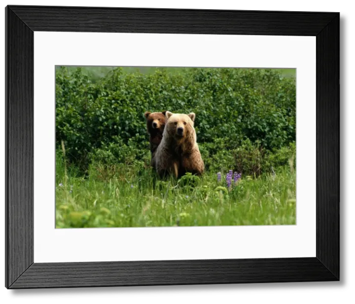 Framed Print : Grizzly Bears (Ursus Arctos), Alaska Framed Print : Grizzly Bears (Ursus Arctos), Alaska