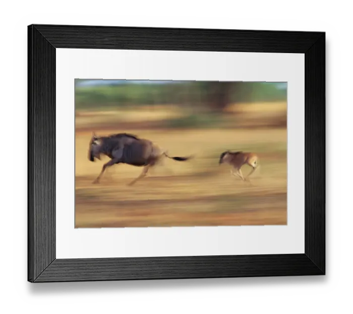 Framed Print : Blue Wildebeest (Connochaetes taurinus) Framed Print : Blue Wildebeest (Connochaetes taurinus)