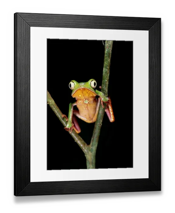 Framed Print : Frog, (Phyllomedusa Vaillanti) Framed Print : Frog, (Phyllomedusa Vaillanti)