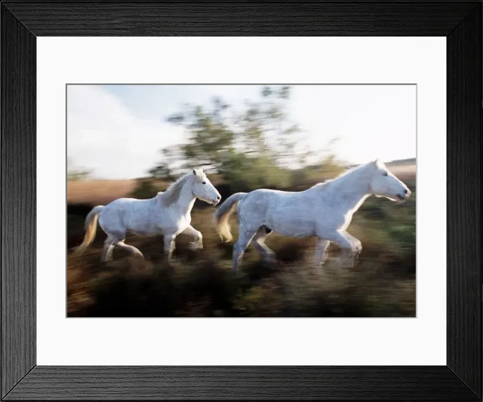 Framed Print : Camargue Horse (Equus Caballus)